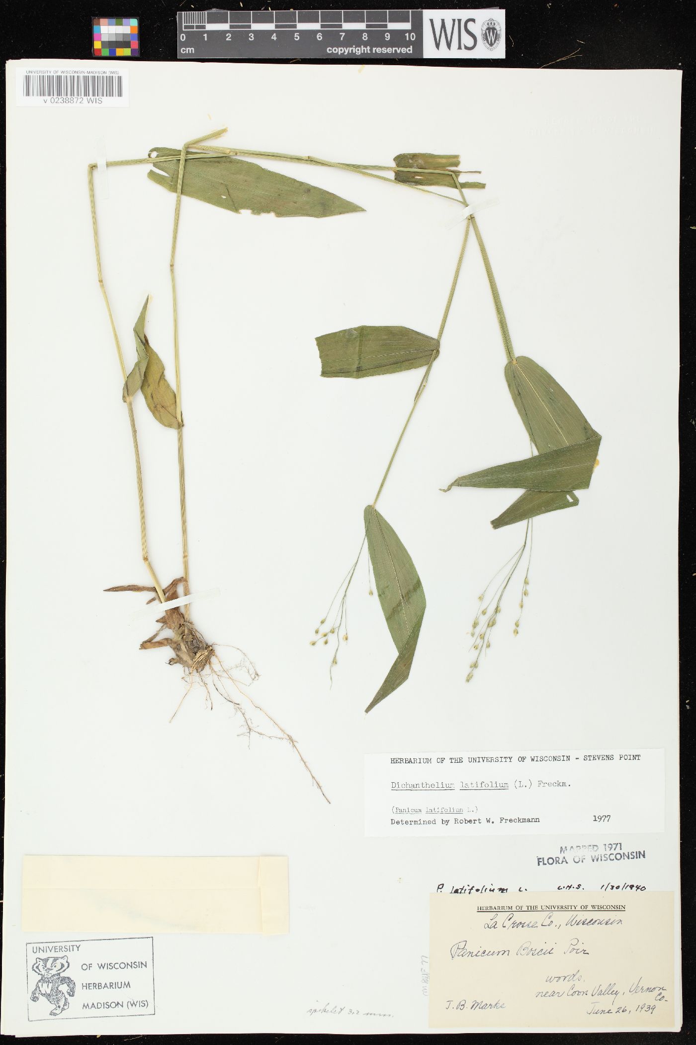 Dichanthelium latifolium image