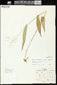 Dichanthelium latifolium image