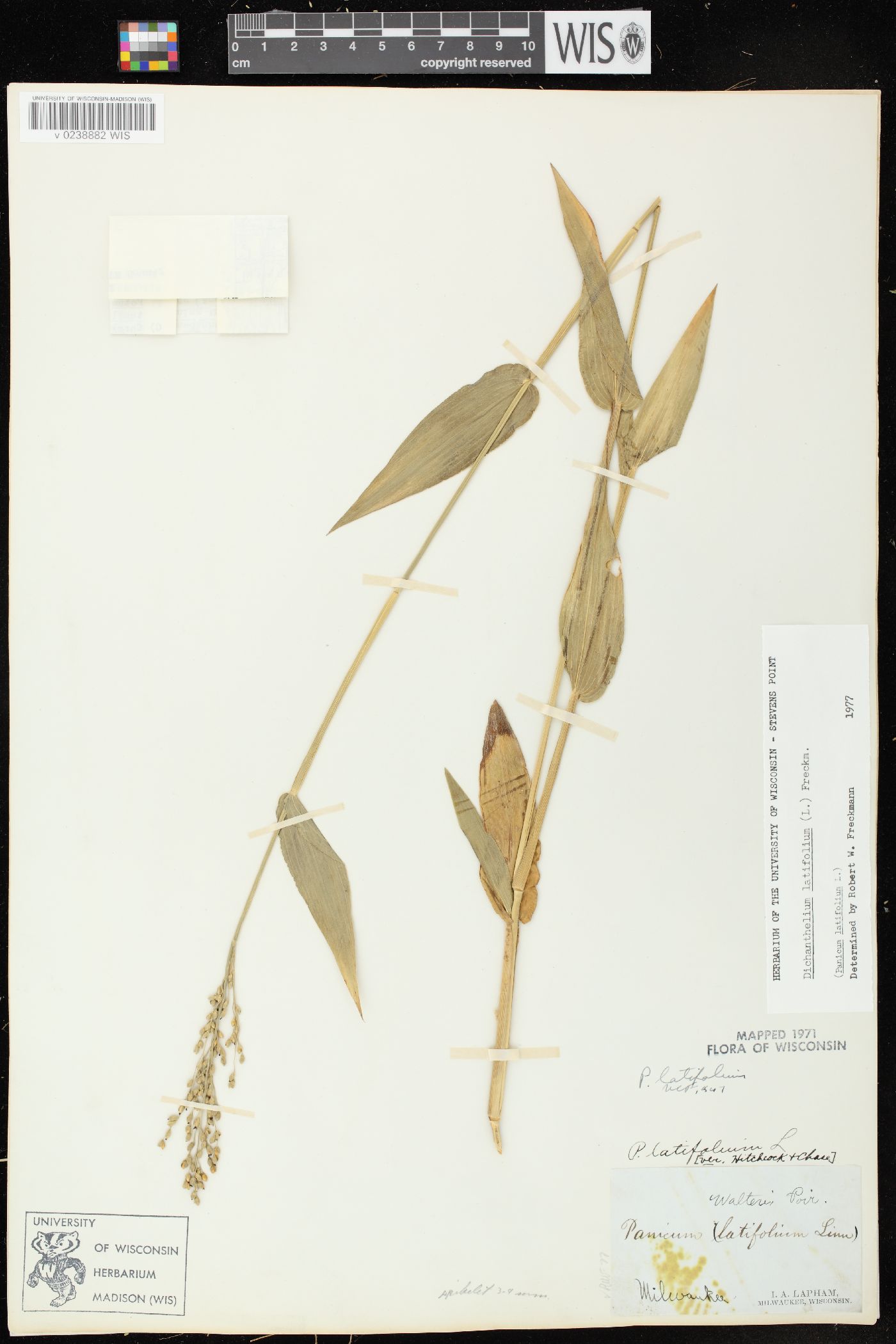 Dichanthelium latifolium image