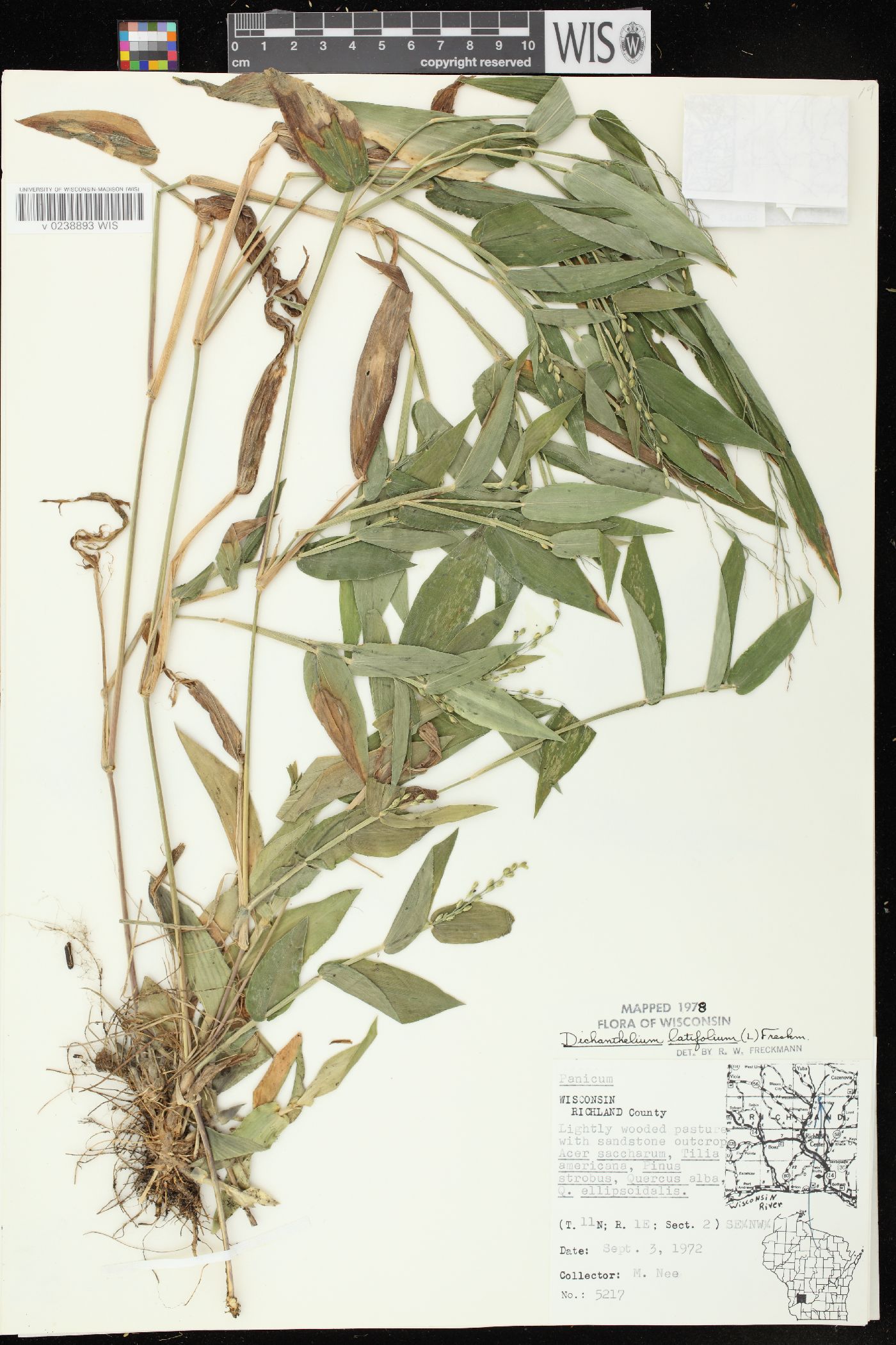 Dichanthelium latifolium image