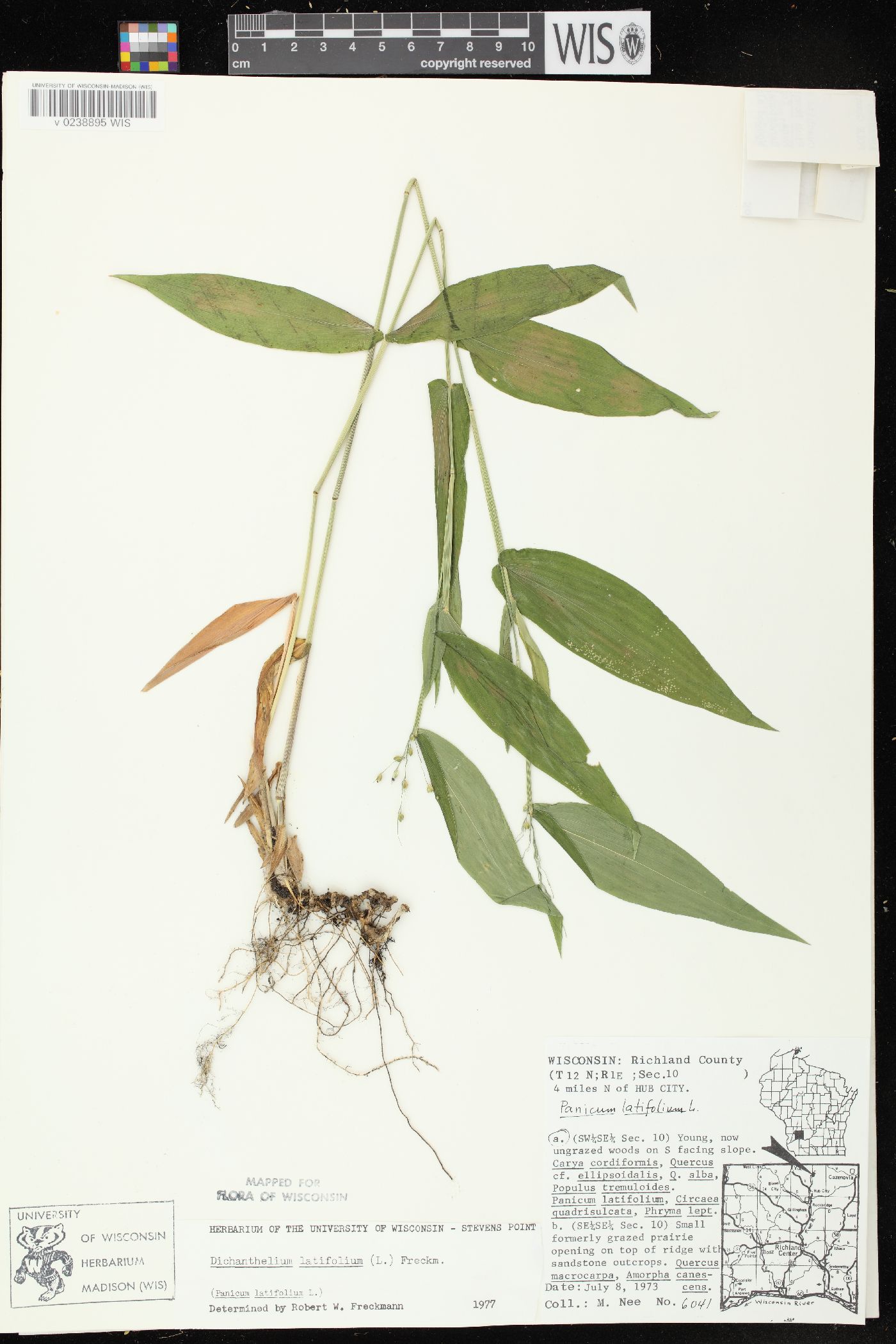 Dichanthelium latifolium image