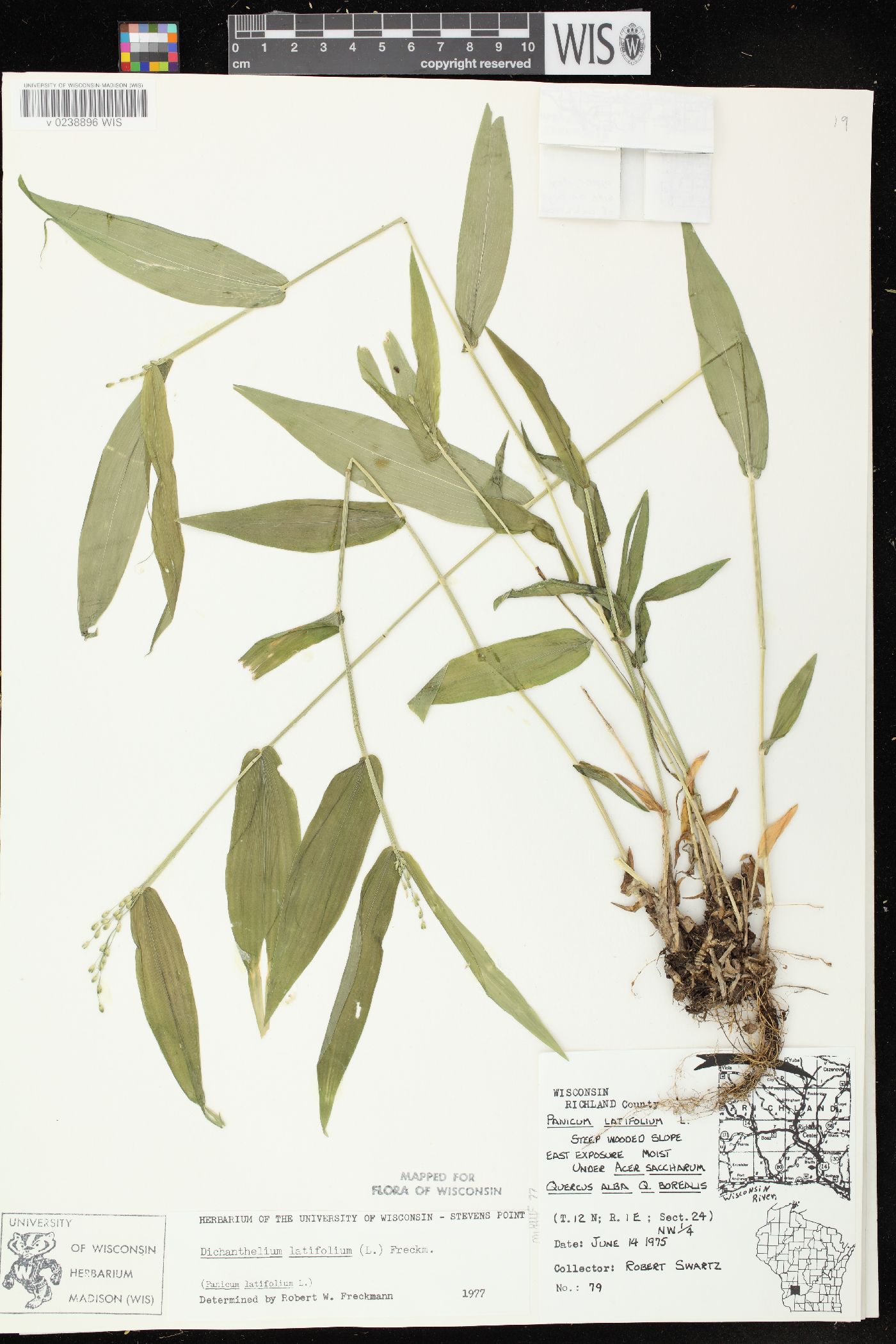 Dichanthelium latifolium image