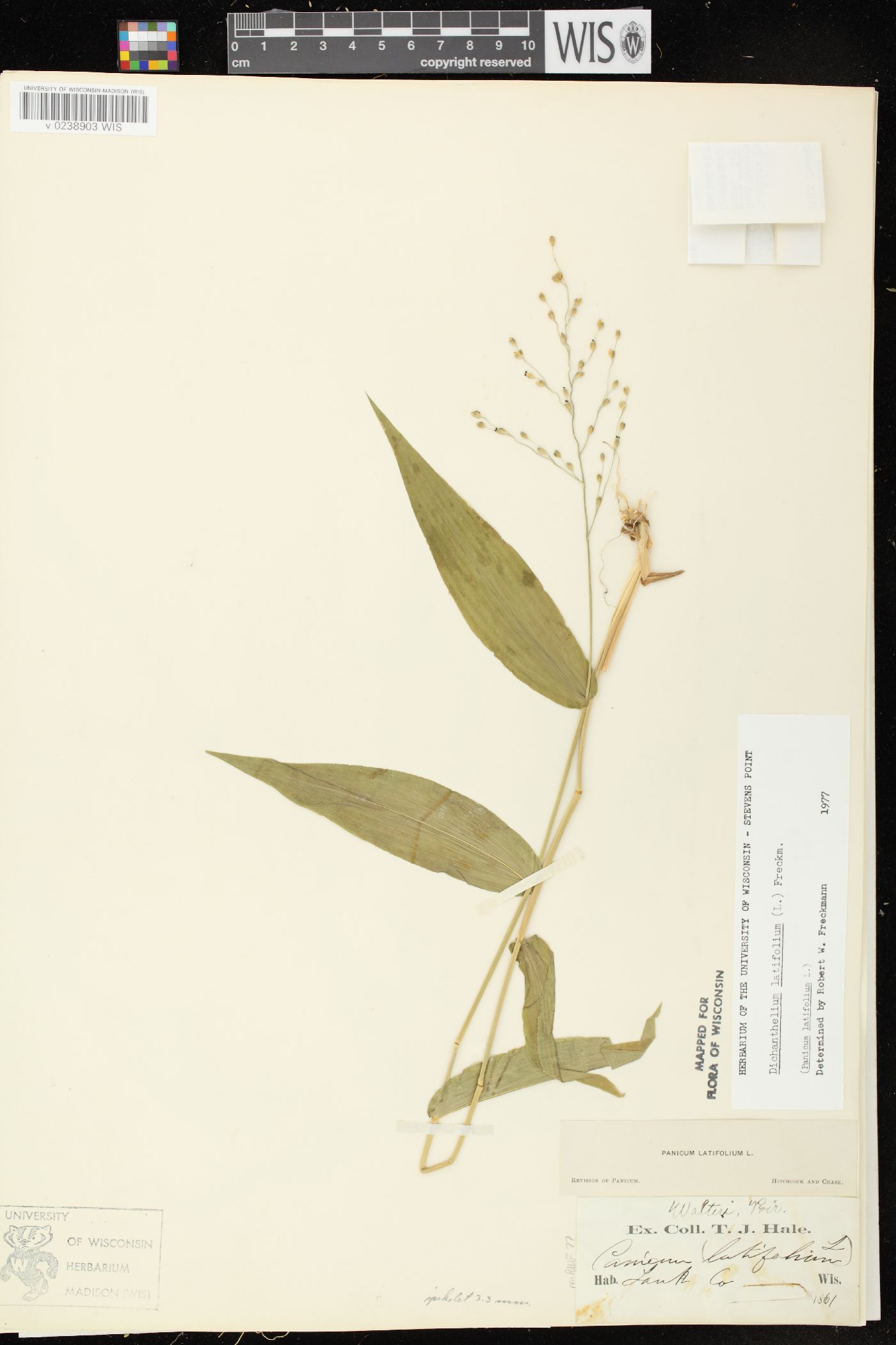 Dichanthelium latifolium image
