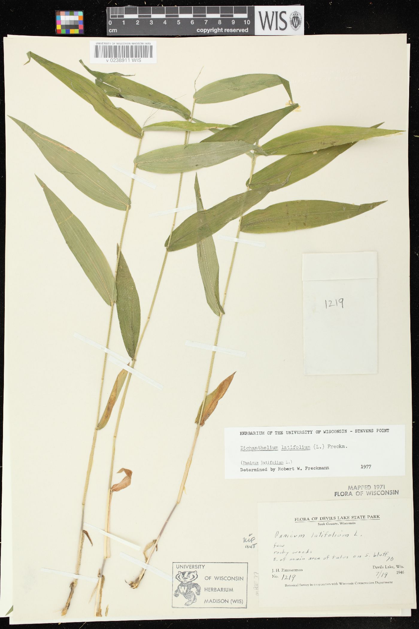 Dichanthelium latifolium image