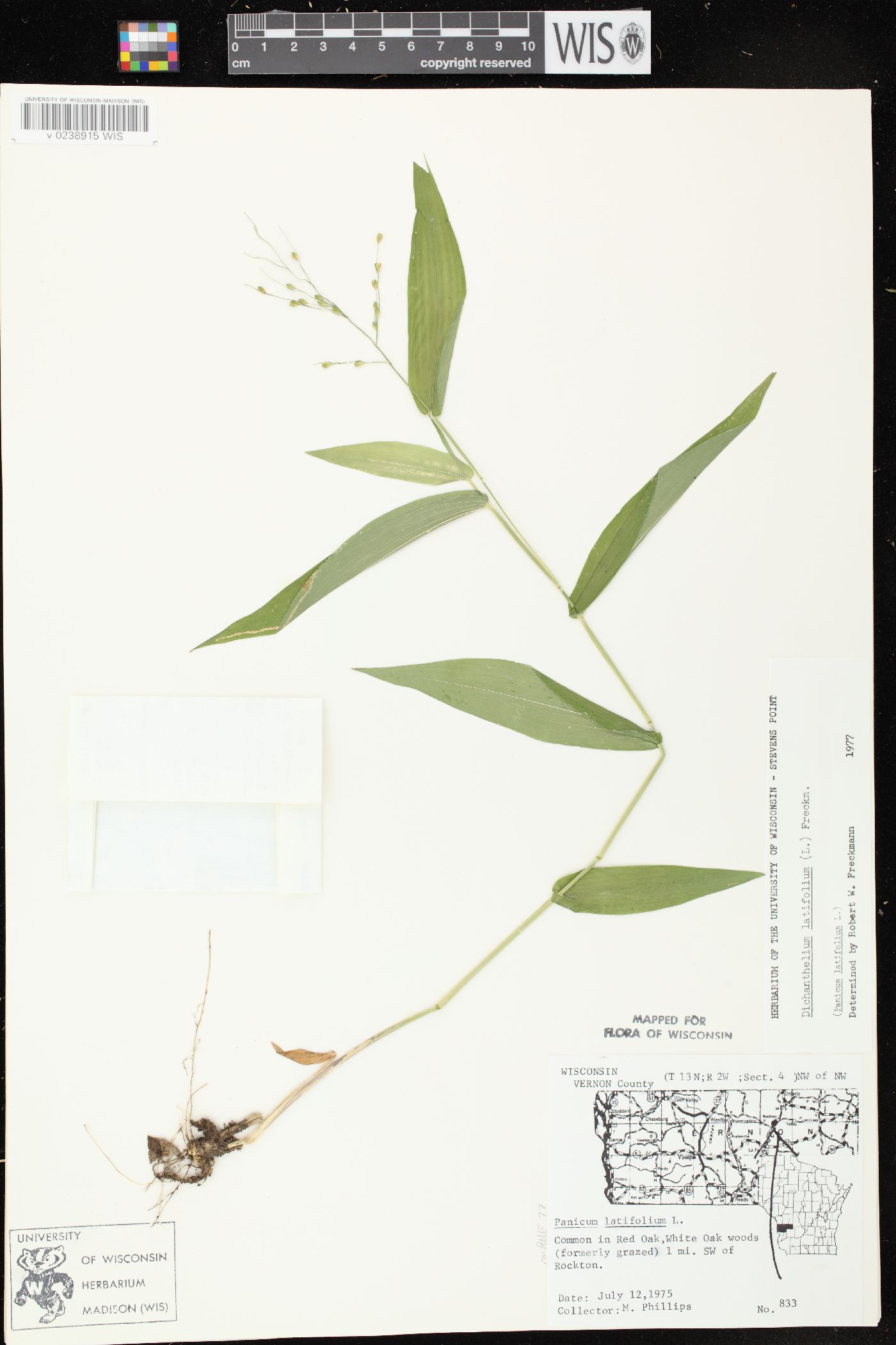 Dichanthelium latifolium image
