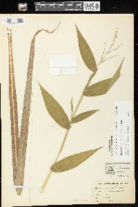 Dichanthelium latifolium image