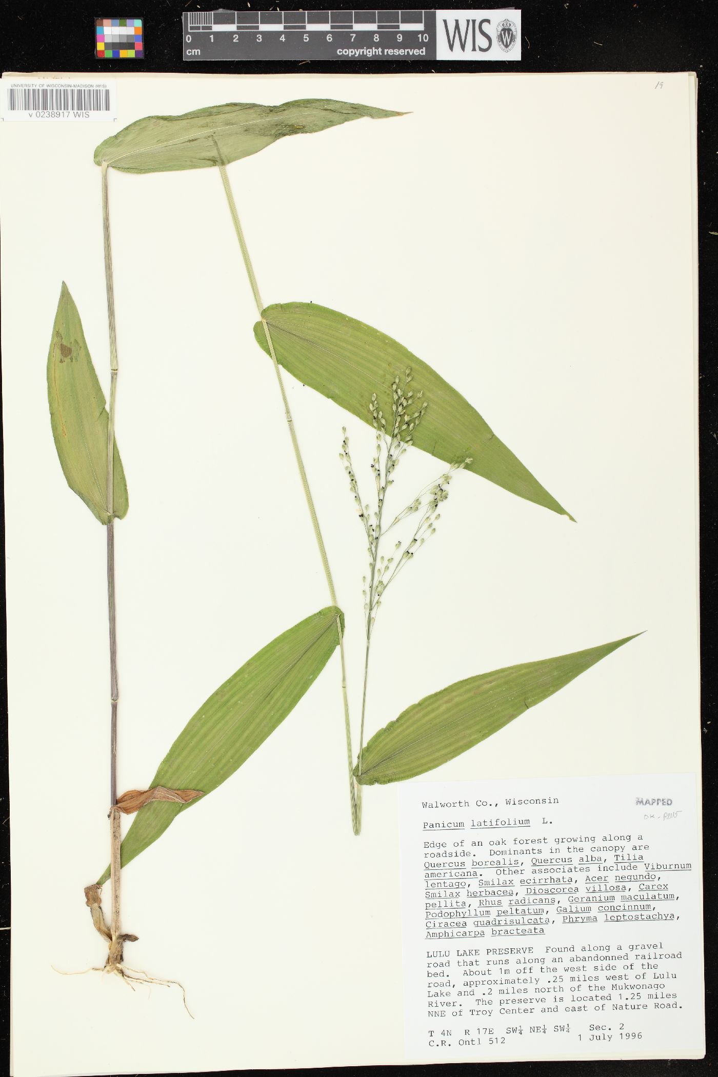 Dichanthelium latifolium image