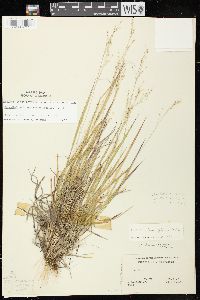 Dichanthelium linearifolium image