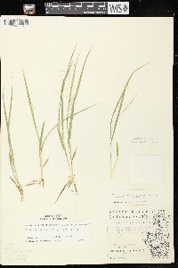 Dichanthelium linearifolium image