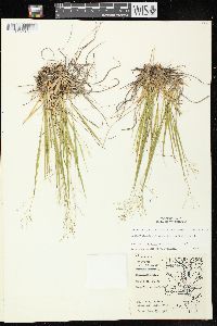 Dichanthelium linearifolium image