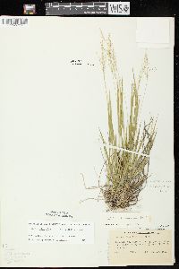 Dichanthelium linearifolium image