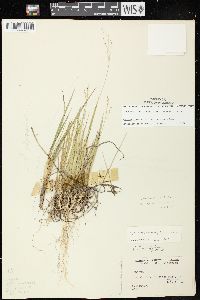 Dichanthelium linearifolium image