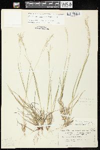 Dichanthelium linearifolium image