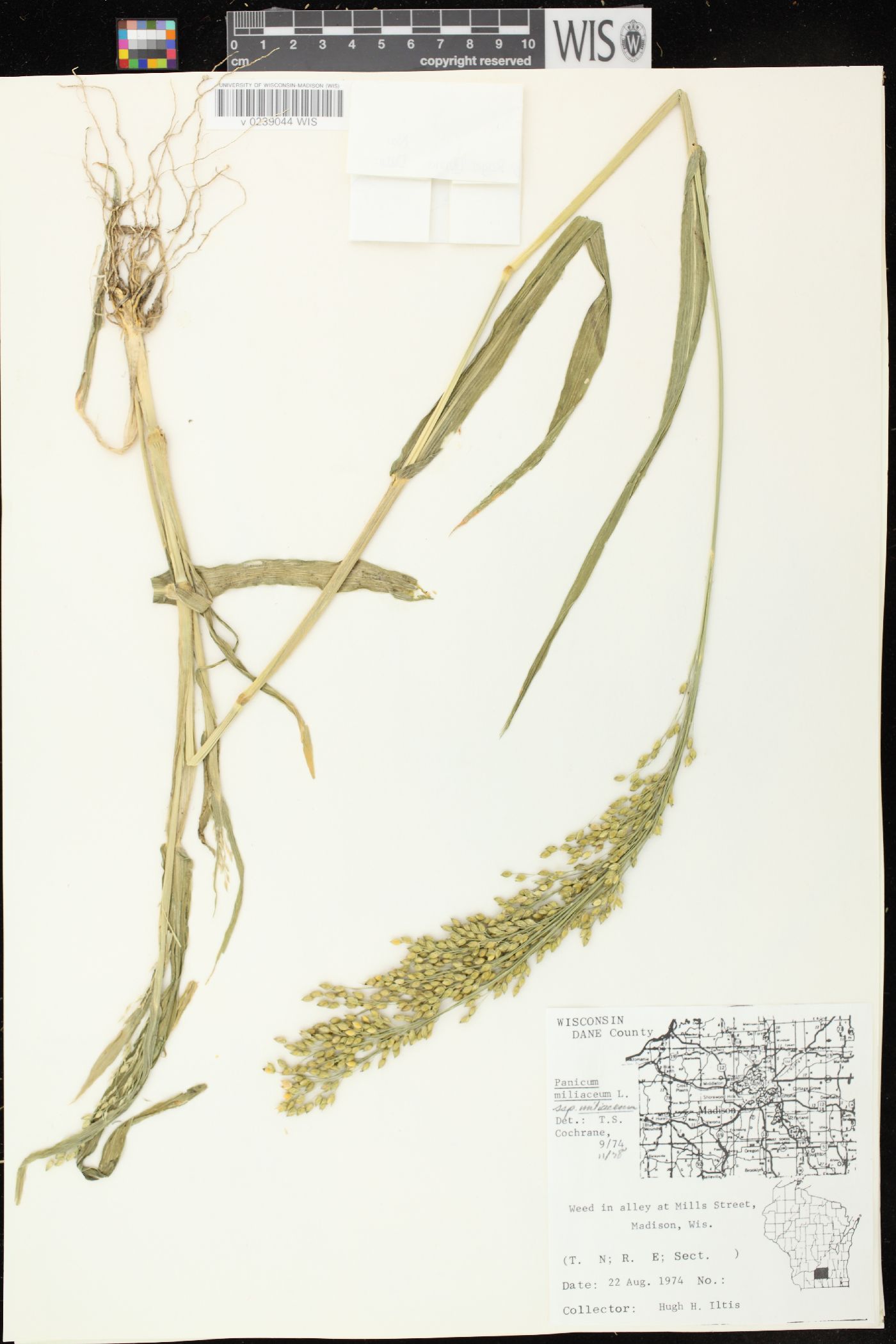 Panicum miliaceum subsp. miliaceum image