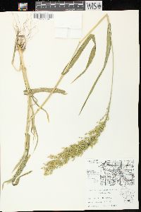 Panicum miliaceum subsp. miliaceum image