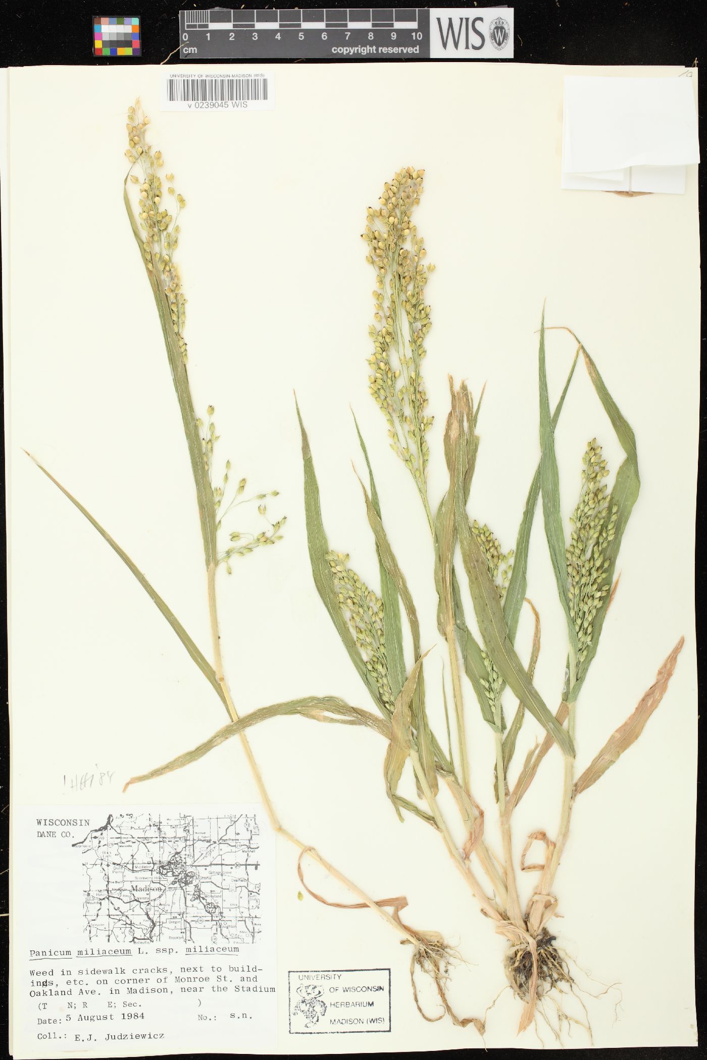 Panicum miliaceum subsp. miliaceum image