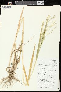 Panicum miliaceum image