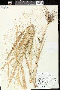 Panicum miliaceum image