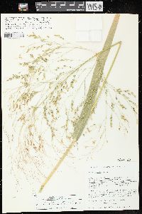 Panicum miliaceum image