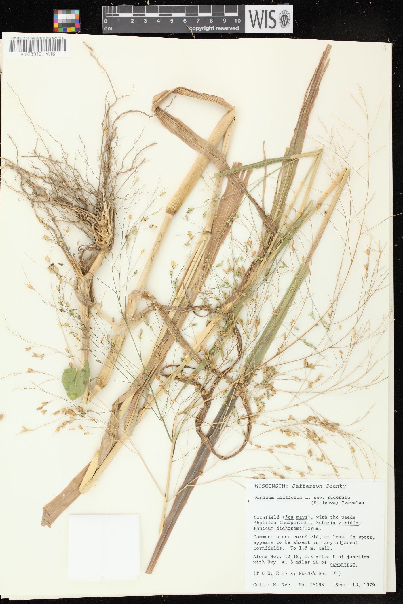 Panicum miliaceum subsp. ruderale image