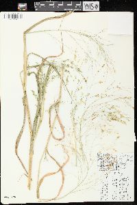 Panicum miliaceum image