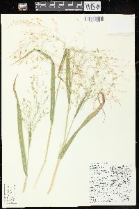 Panicum miliaceum image