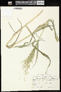 Panicum miliaceum image