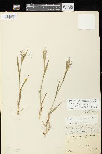 Dichanthelium ovale subsp. pseudopubescens image