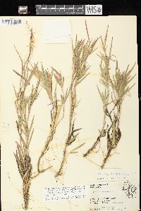 Dichanthelium ovale subsp. pseudopubescens image