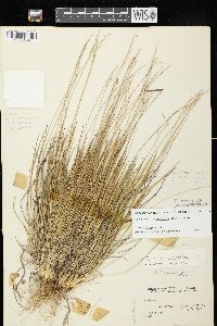 Dichanthelium linearifolium image