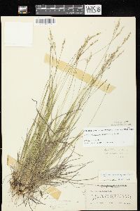 Dichanthelium linearifolium image