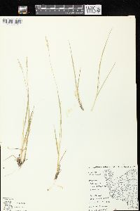 Dichanthelium linearifolium image