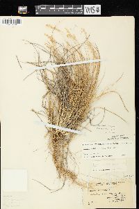 Dichanthelium linearifolium image