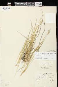 Dichanthelium linearifolium image