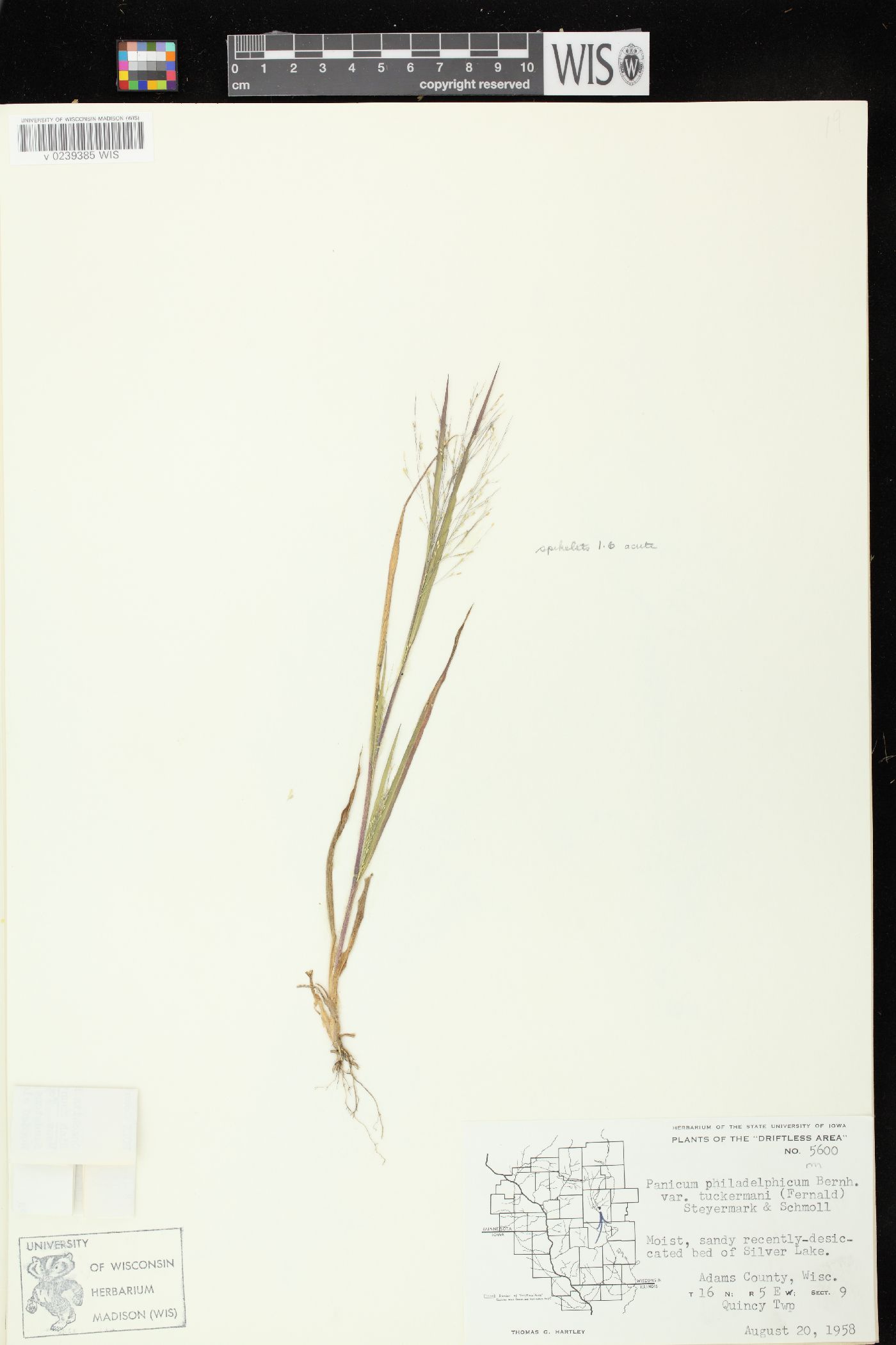 Panicum philadelphicum subsp. philadelphicum image