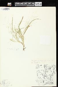 Panicum philadelphicum image