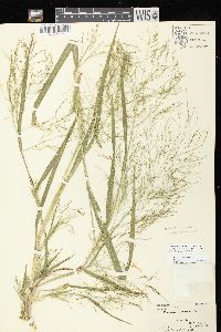 Panicum philadelphicum image