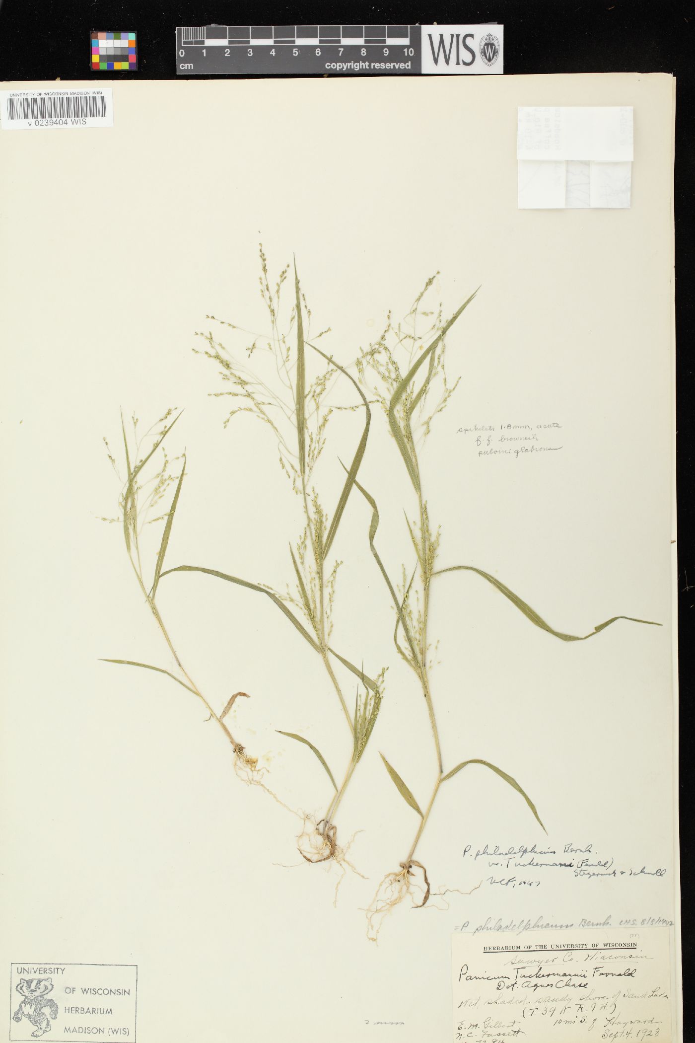 Panicum philadelphicum subsp. philadelphicum image