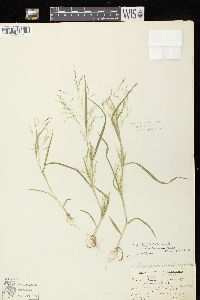 Panicum philadelphicum image