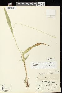 Dichanthelium xanthophysum image