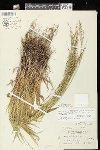 Dichanthelium xanthophysum image