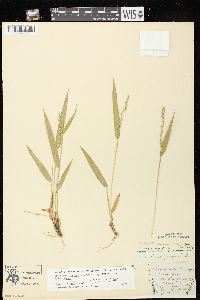 Dichanthelium xanthophysum image