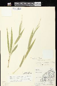 Dichanthelium xanthophysum image