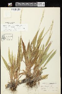 Dichanthelium xanthophysum image