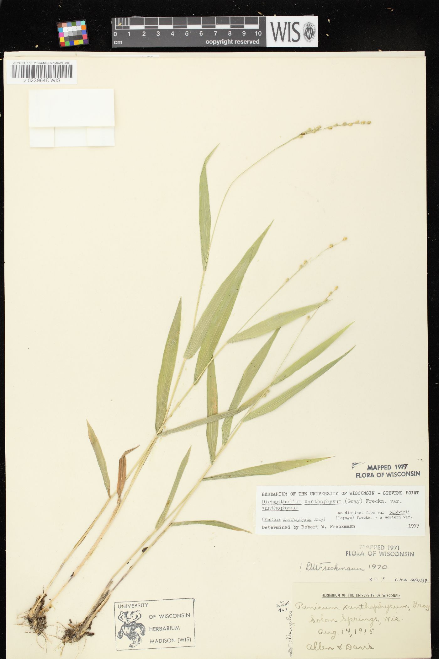 Dichanthelium xanthophysum image