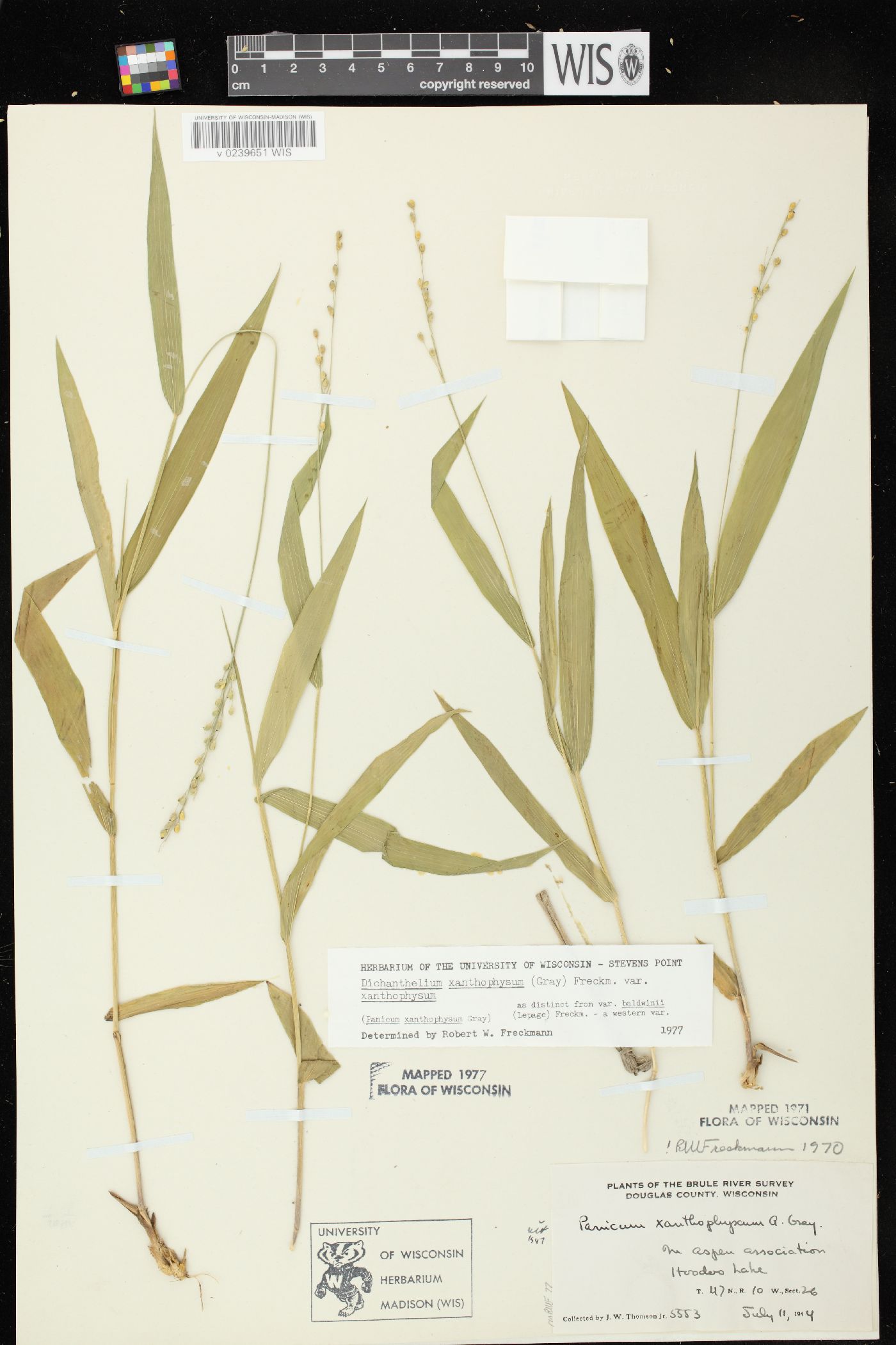 Dichanthelium xanthophysum image