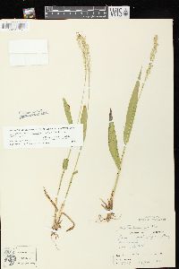 Dichanthelium xanthophysum image