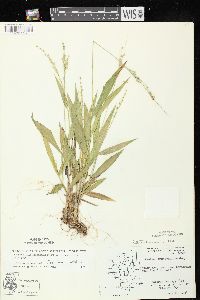 Dichanthelium xanthophysum image