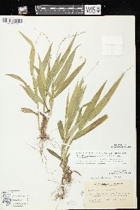 Dichanthelium xanthophysum image