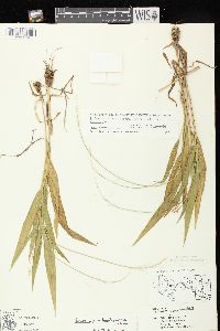 Dichanthelium xanthophysum image